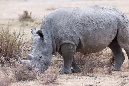 rhino in the national park of kenyaの写真素材