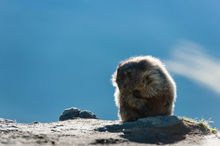 marmot in the high mountains of Austriaの写真素材