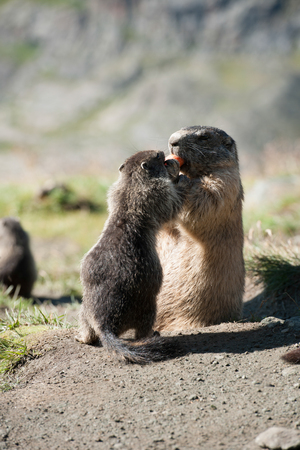 marmot in the high mountains of Austriaの写真素材