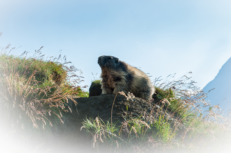 Marmotの写真素材