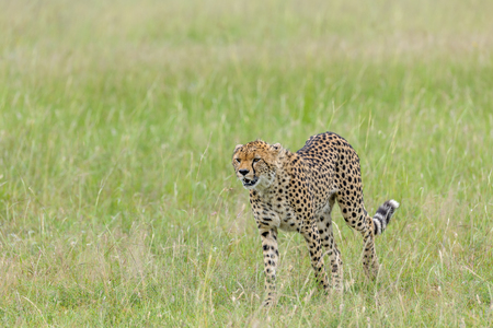 cheetah in the Masai Mara to foray kenyaの写真素材