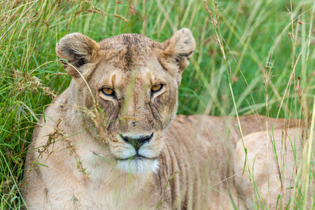 Lion in the savannah of Africa Masai Maraの写真素材