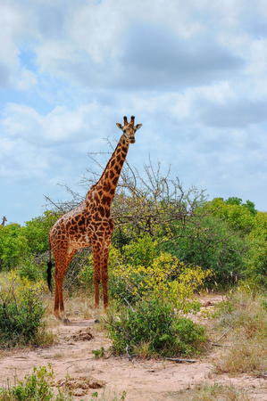 giraffe in the Masai Mara africaの写真素材