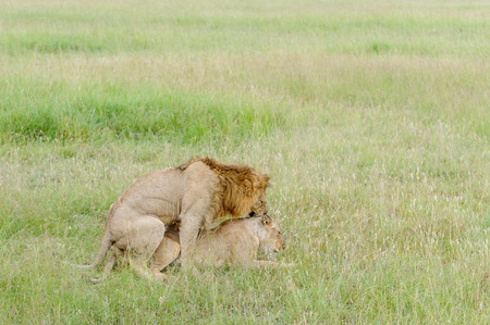 Lion wedding in the savannah of Africa kenyaの写真素材