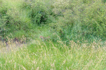 Leopard in the Masai Mara Africaの写真素材