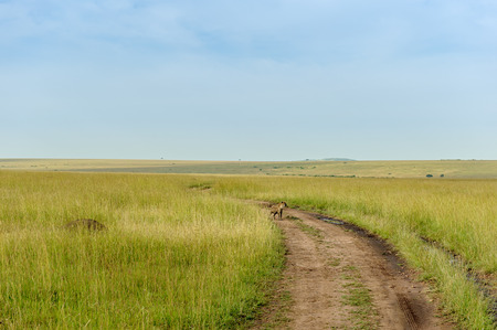 Hyena to run in the savannah of africaの写真素材