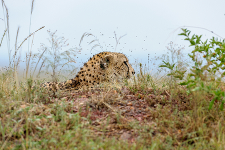 cheetah in the Masai Mara to forayの写真素材