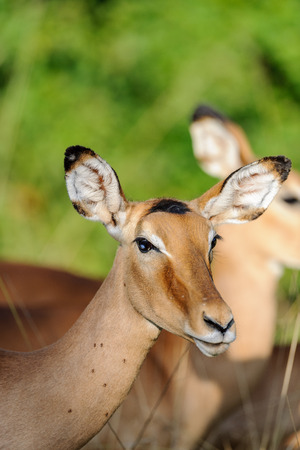 impala herd in the Masai Mara kenya africaの写真素材