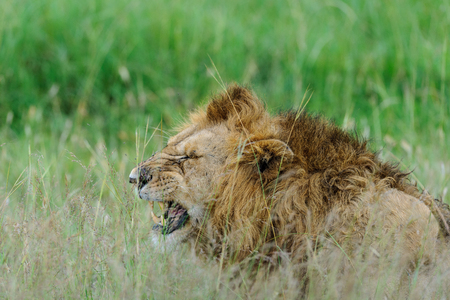 Lion wedding in the savannah of Africaの写真素材
