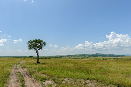 Safari in Africaの写真素材
