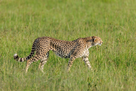 cheetah in the Masai Mara to foray africaの写真素材