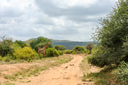 giraffe in the Masai Maraの写真素材