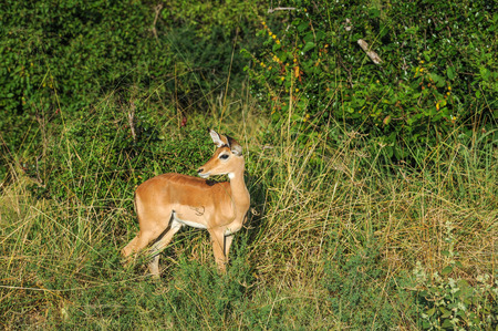 impala in the Masai Mara Kenya Africaの写真素材
