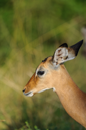 impala herd in the Masai Mara Kenyaの写真素材