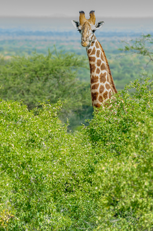 giraffe in the Masai Mara Kenya Africaの写真素材