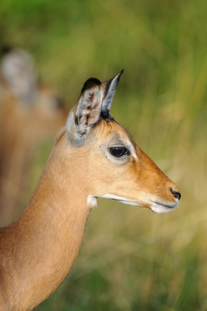 impala herd in the Masai Mara Kenyaの写真素材