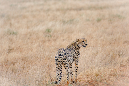 cheetah in the Masai Mara Kenya Africaの写真素材