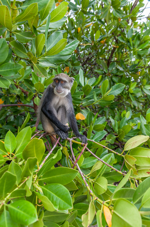 monkeys in Africaの写真素材