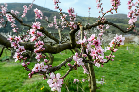apricot blossom in Wachau Austriaの写真素材
