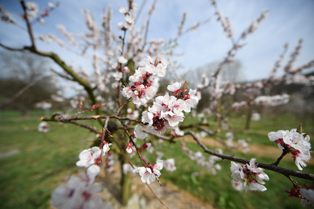 apricot blossom in Wachau Austriaの写真素材