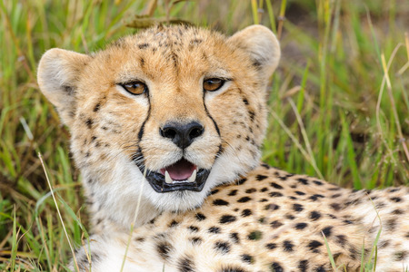 cheetah in the Masai Mara to forayの写真素材