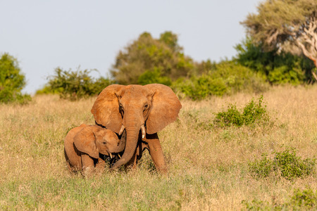 big Elephant in the savannah of Africaの写真素材