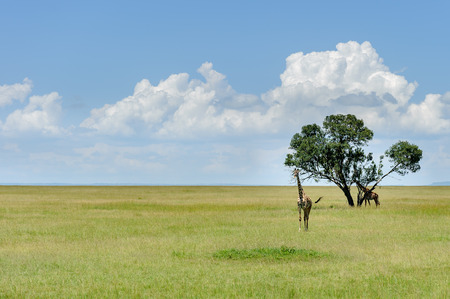 giraffe in the Masai Maraの写真素材