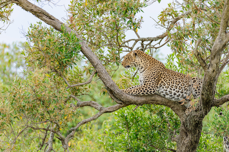 Leopard in the Masai Maraの写真素材