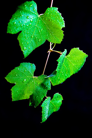 grape leaves in backlightの写真素材