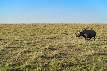 Rhinoの写真素材