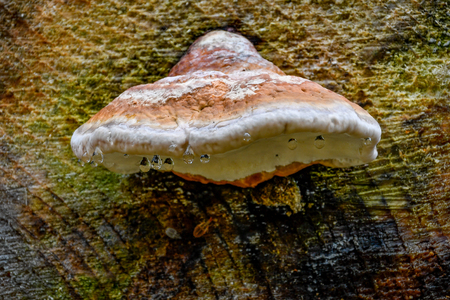 mushrooms looking in the Austrian Alps