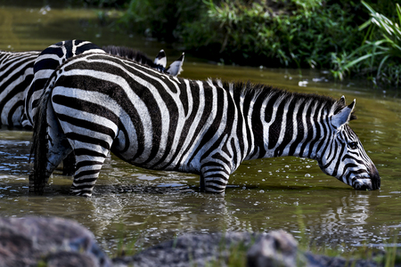 Herd of Zebra in the Savannah of Africaの写真素材