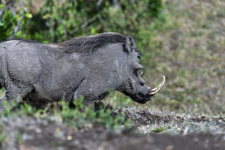 warthog huntingの写真素材
