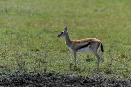 Antelope in the Masai MaraKenyaの写真素材
