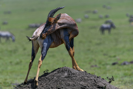 Topiantelope in the Masai Mara Kenyaの写真素材