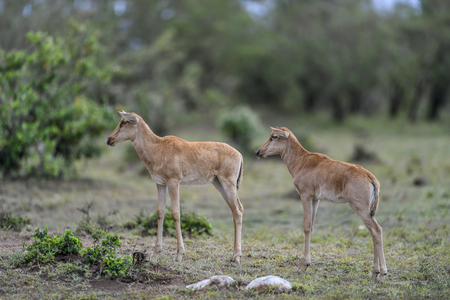 Topiantelope in the Masai Mara Kenyaの写真素材