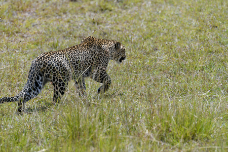 Leopard in the Masai Maraの写真素材