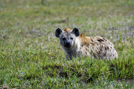 Hyena to run in the savannahの写真素材