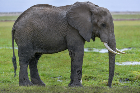 big Elephant in the savannah of Africaの写真素材