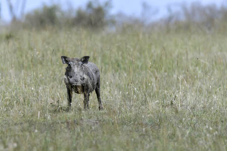 warthog family in the masai maraの写真素材