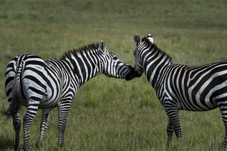 Herd of Zebra in the savannah of Africaの写真素材