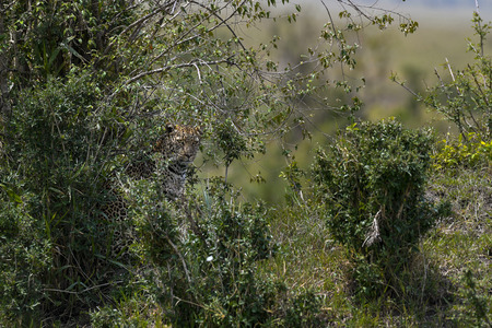 Leopard in the Masai Maraの写真素材