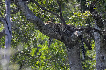 Leopard in the Masai Maraの写真素材