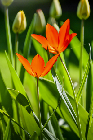 tender spring messengers in the Mostviertelの写真素材