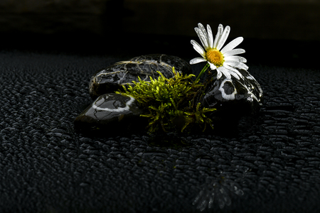 tender spring messengers in the Mostviertelの写真素材