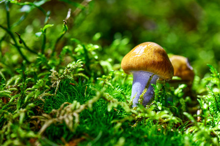 mushrooms looking in the Austrian Alpsの写真素材