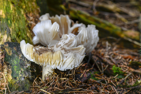 mushrooms looking in the Austrian Alpsの写真素材