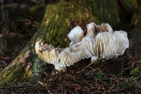 mushrooms looking in the Austrian Alpsの写真素材