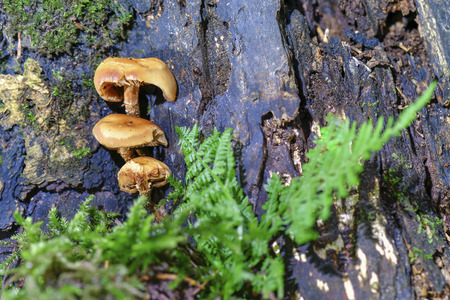 mushrooms looking in the Austrian Alps
