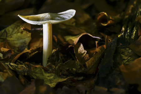 mushrooms looking in the Austrian Alpsの写真素材